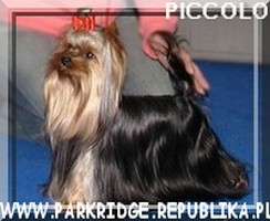 Yorkshire Terrier - Piccolo Bakarat - pies reproduktor z Wrocawia